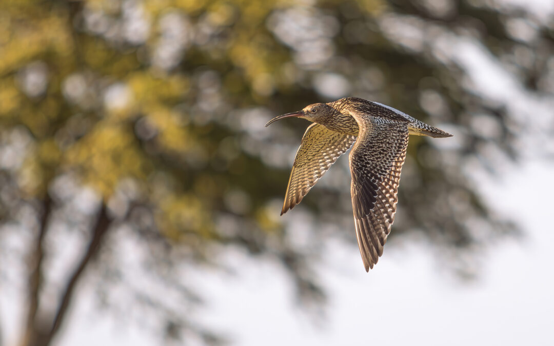 Whitehall Moss evening walk