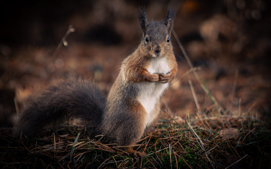 Red Squirrels at Pow Hill